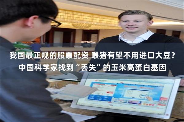 我国最正规的股票配资 喂猪有望不用进口大豆？中国科学家找到“丢失”的玉米高蛋白基因
